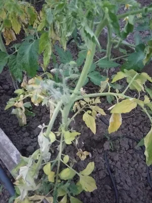 Виды болезней томатов - Agro-Market