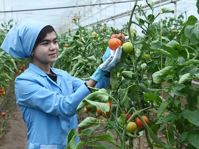 Болезни томатов: причины и способы борьбы