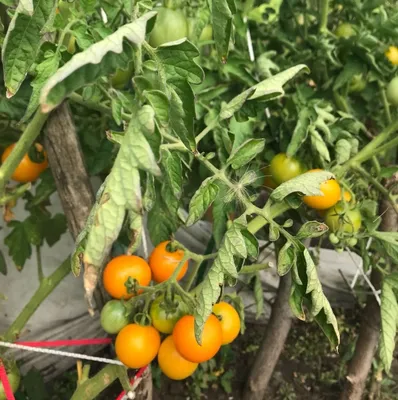 Желтеют и сохнут листья у помидор – Fazenda