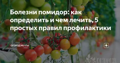 Столбур томата. Описание и методы лечения