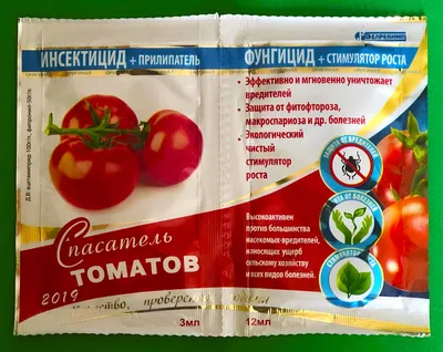 болезни помидоров и лечение. вымирающее растение с красными помидорами,  зараженное болезнью поздних светлых помидоров Стоковое Фото - изображение  насчитывающей сад, садовничать: 215857260