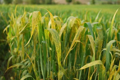 Как правильно оценить скорость развития листостебельных инфекций зерновых  культур? | «Сингента» в России