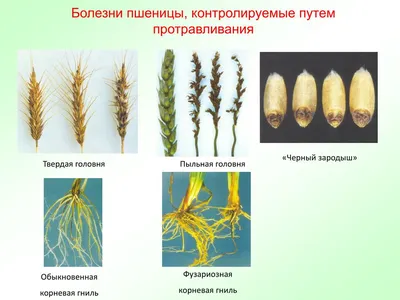 Выращивание яровой пшеницы, Современная технология выращивания яровой  пшеницы