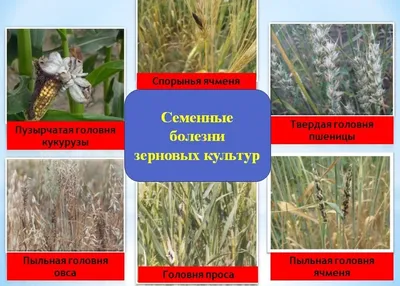 Технологія вирощування озимої пшениці | Селекционно-производственный центр  “Яровит”