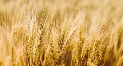 Здоровье пшеницы в основе урожая