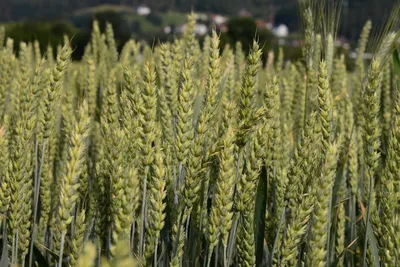 Весенние болезни озимой пшеницы | Bionovatic | Биоудобрения для защиты  семян и растений | Дзен