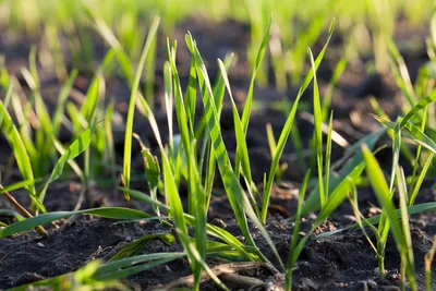 Защита озимой пшеницы от болезней и сорняков на ранних фазах развития. -  YouTube