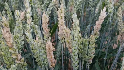 Грибные болезни пшеницы: озимая и яровая, с описанием и защитой