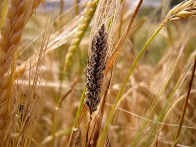 Насколько вредоносна белостебельная болезнь озимой пшеницы • APK-news.ru