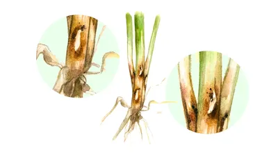 Вирус полосатой мозаики пшеницы (ВПМП) | Торговый Дом «КЧХК»