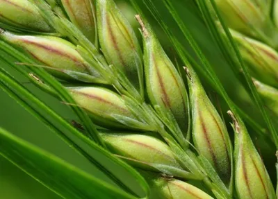 Топ-6 факторов урожайности пшеницы