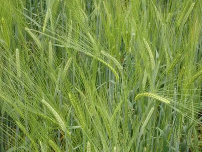 Пшеница Колония Лимангрейн – Купить Цена 【ОРИГІНАЛ】 – АгроМен