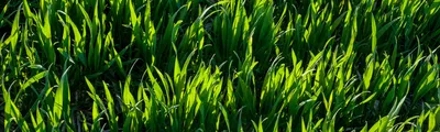 2022 – год жёлтой ржавчины: патогены озимой пшеницы и иммунные сорта для  беспестицидных технологий | agrobook.ru