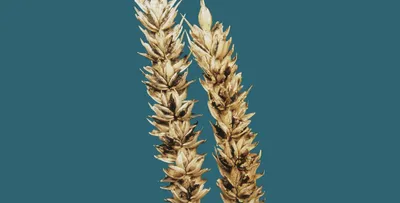 Озимая пшеница: характеристика культуры и урожайность (ЕЁ ПОВЫШЕНИЕ) —  Органика