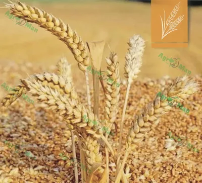 Эффективная защита зерновых культур от болезней и вредителей всходов