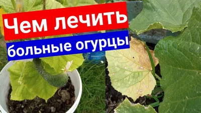 Чем болеют огурцы. Болезни огурцов в теплице и открытом грунте - YouTube