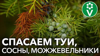 Лечимся хвойными — SonceSad Лечимся хвойными — SonceSad
