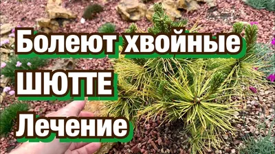 сухие иголки сосны в лесу. болезни цветных деревьев Стоковое Фото -  изображение насчитывающей фокус, умирать: 274937036