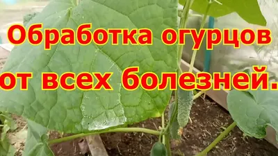 Выращивание огурцов в теплице из поликарбоната зимой: как правильно, чтобы  не замерзли