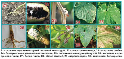 Теплица под огурцы: Какую выбрать и где заказать?