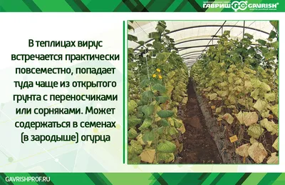 13 наиболее распространенных болезней огурцов: признаки, риски и советы,  как с ними бороться | AgroMarket интернет магазин семян