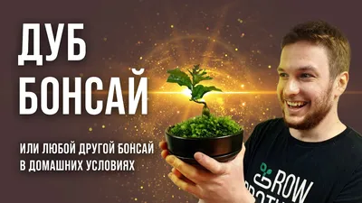 Как вырастить бонсай своими руками - GreenMarket