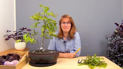 Бонсай из дуба своими руками | Краткий гайд | How to grow Bonsai Oak |  #bonsai #бонсай - YouTube