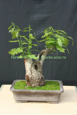 Бонсай Дуб черешчатый Bonsai Quercus robur ХХХ - Форум Бонсай и фигурки