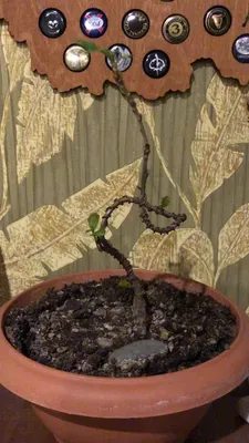 Дуб черешчатый Quercus robur ХХХ 2 - Форум Бонсай и фигурки