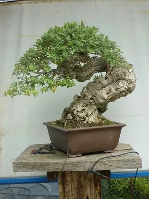 Bonsai garden, Japanese bonsai, Bonsai tree