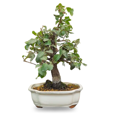 Какой дуб лучше подходит для бонсай? #бонсай #bonsai #ниваки  #андрейдарусенков #дуб - YouTube