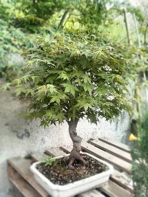 Дуб - Bonsai Sale