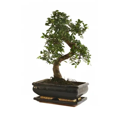 Садовый бонсай - деревья в миниатюре - Интернет-журнал «Живой лес»