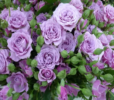 Розы кустовые бордюрные - 74 фото