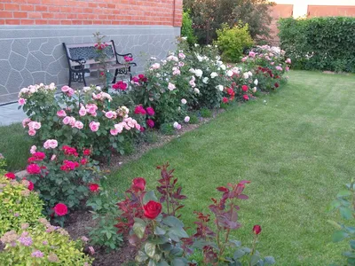 Бордюрные розы в саду (34 фото) » НА ДАЧЕ ФОТО