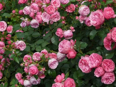 САЖЕНЦЫ | ДОСТАВКА ПО МИРУ on Instagram: \"Бордюрные розы в ассортименте.  Зона 4 Цена 540₽\"