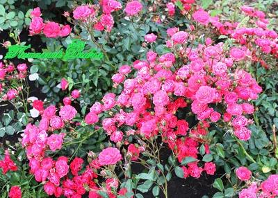 Бордюрные розы- не требуют укрытия. Цветут обильно и непрерывно до самых  морозов. | Лана Самсонова | Дзен