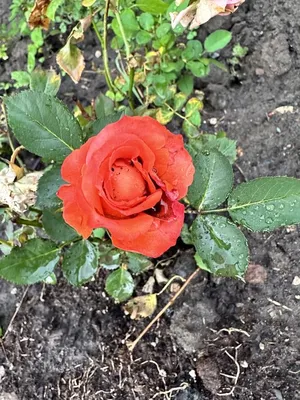 Роза Кардула | Чудеса Саду — Саженцы и удобрения