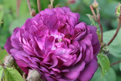 Продам бордюрные розы, купить бордюрные розы, Днепропетровская обл —  Agro-Ukraine