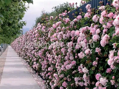 Бордюрные розы Кардинал купить в Москве в питомнике, растения по цене от  500 руб.