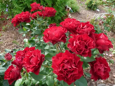🌹Розы🌹Южный Сад Светланы on Instagram: “Ах! Эти белые розы! 💞 Покорили  своей чистотой! Свежестью! Ароматами! Артемис - маленькие нежные… | Белые  розы, Розы, Сад