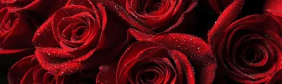 Бордюрные розы — это превосходное... - �� Мир растений �� | Facebook