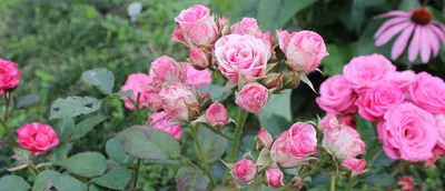 Роза флорибунда Хомаж а Барбара в садовом центре Хотьково