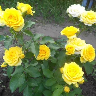 Саженцы розы бордюрной мейди купить в Москве по цене от 650 рублей