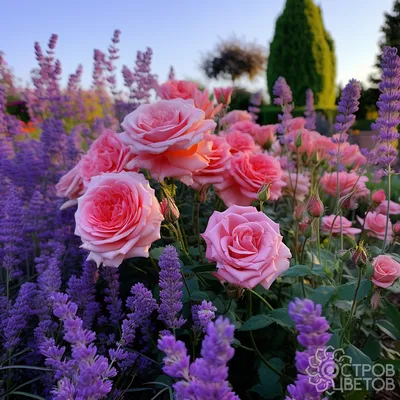Бордюрные розы — это превосходное средство для украшения участка🏡. ✓  Преимущества: 👌Неприхотливость растения; 🌹Цветы состоят из махровых ле… |  Instagram