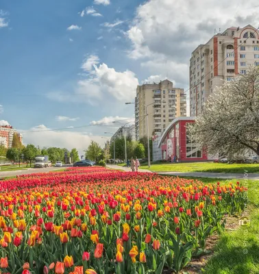 Москва (Moscow): Аптекарский огород — Ботанический сад МГУ (где и что  цветёт в мае) | Хаус-ТВ