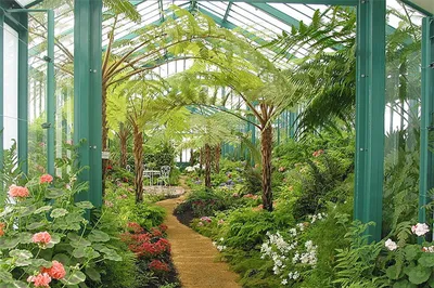 Оранжереи Ботанического сада закрыли из-за жары | ОБЩЕСТВО | АиФ  Санкт-Петербург