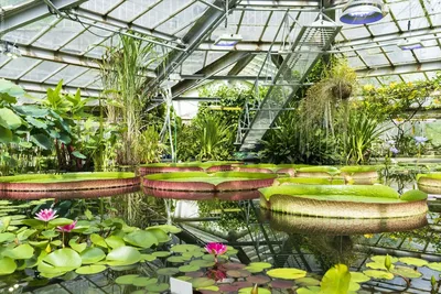 В Сургуте прошли первые экскурсии в ботаническом саду - август 2022 г - 27  августа 2022 - 86.ru