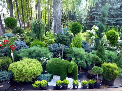 Батумский ботанический сад • Discover the world's subtropical flora! -  Коллекция роз
