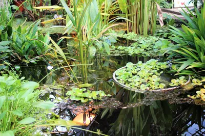 Botanical Garden, Bonn, Бонн: лучшие советы перед посещением - Tripadvisor